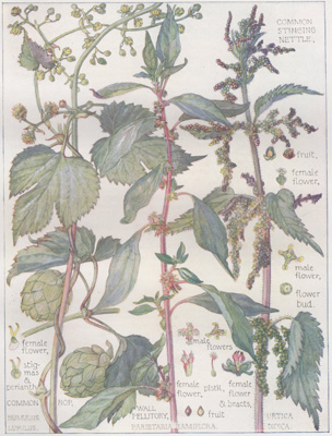 Common Hop, Wall Pellitory, Common Stinging Nettle